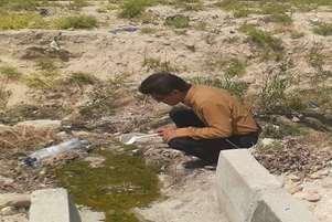 تله گذاری و مراقبت حشره شناسی پشه آئدس در شهرستان کازرون